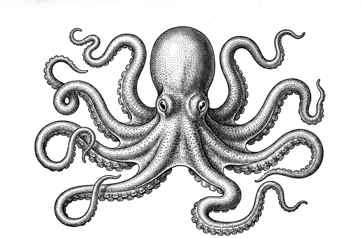Осьминог